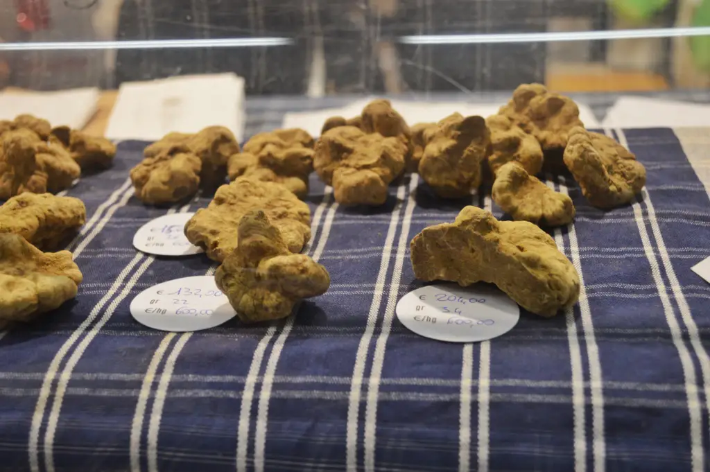 Truffle prices at the International White Truffle Festival of Alba, Italy