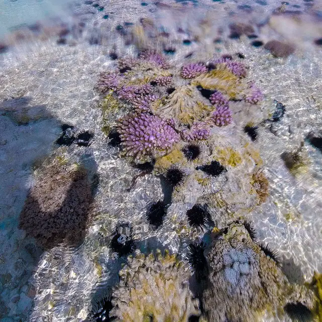 Purple corals, and black sea urchins line the ocean bottom - Zanzibar