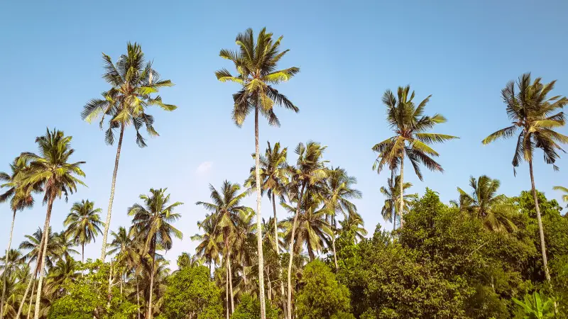 A line of coconut trees with the blue sky in the background