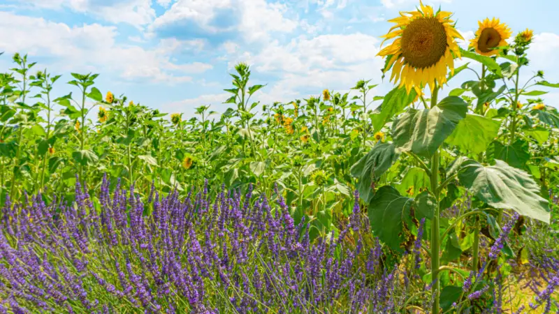 Sunflowers and lavender field in Valensole is just 2 hours away from Nice