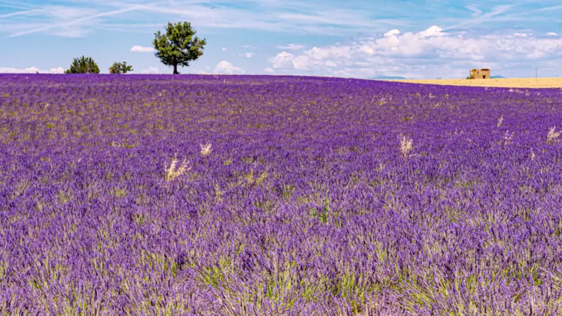 Day trip to lavender and wheat fields in Valensole