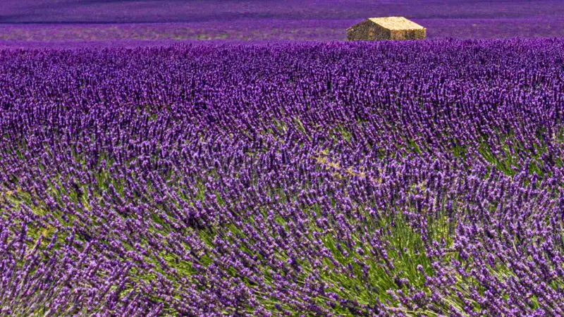 Stone house situated in the middle of Valensole's lavender fields