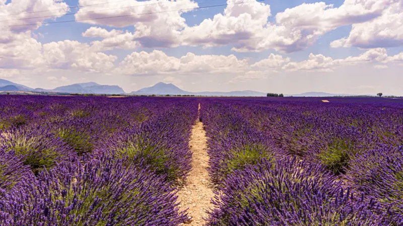 Photograph from a day trip visit to lavender fields with mountains as the backdrop