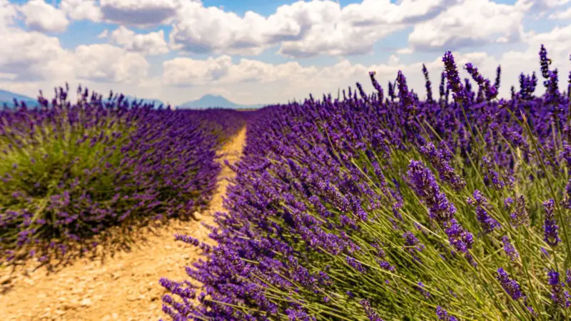 Unique view of the lavender fields in Provence
